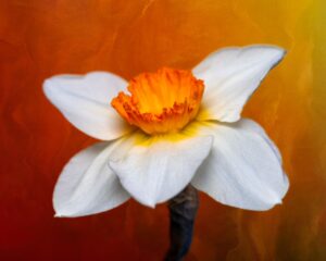 10 Year Anniversary Flower - White and Orange Daffodils