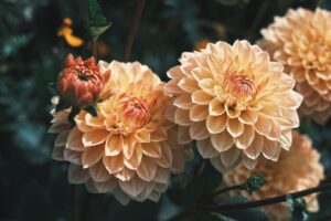 14 year gift anniversary dahlia flowers