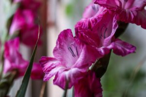 40 Year Anniversary Gift - Gladiolus Flowers
