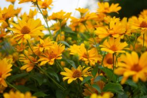 17 Year Anniversary Color - Yellow Flowers